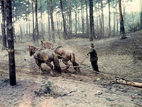 Aufbau der Schule im Jahr 1962